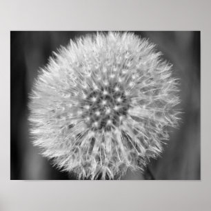 Poster Fleur De Dandelion Blanc Fluffeux En Noir Et Blanc