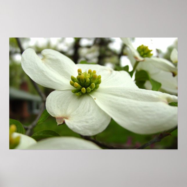 Poster Fleur de Dogwood Blanc (Devant)