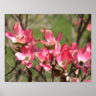 Poster Fleur de Dogwood rose fleuris Photo Peinture