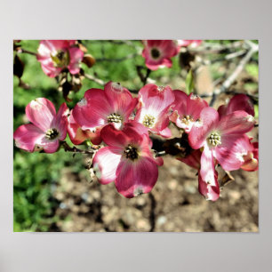 Poster Fleur de Dogwood Rose Gros plan