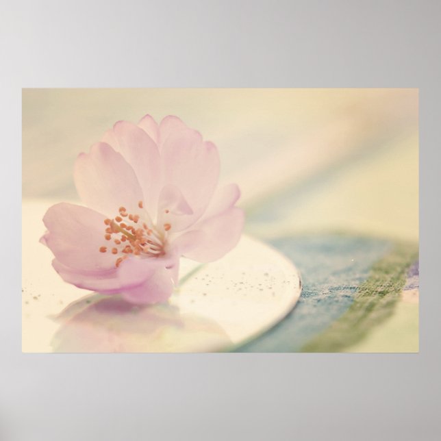 Poster Fleur de fleurs de cerisier rose doux (Devant)
