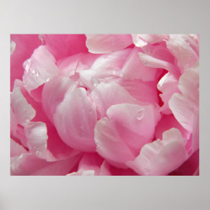 Poster Fleur de floraison romane rose de pivoine avec des