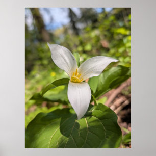 Poster Fleur de forêt de Trille blanc Macro