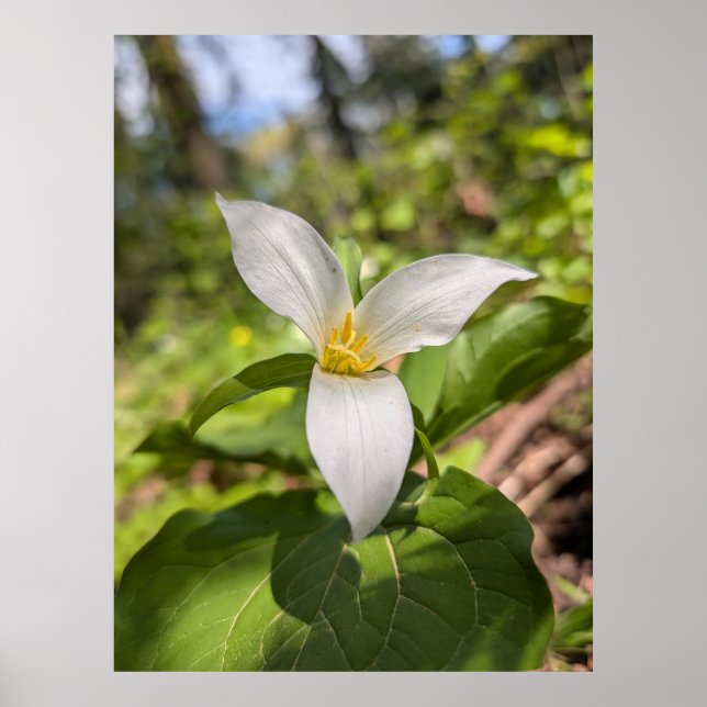 Poster Fleur de forêt de Trille blanc Macro (Devant)