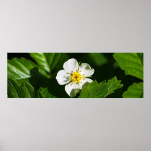 Poster Fleur de fraises sauvages