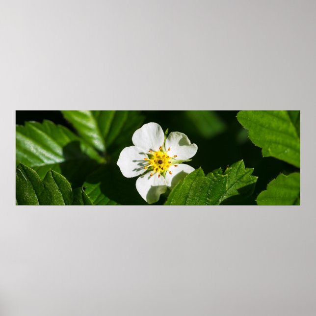 Poster Fleur de fraises sauvages (Devant)