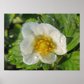 Poster Fleur de fraisier