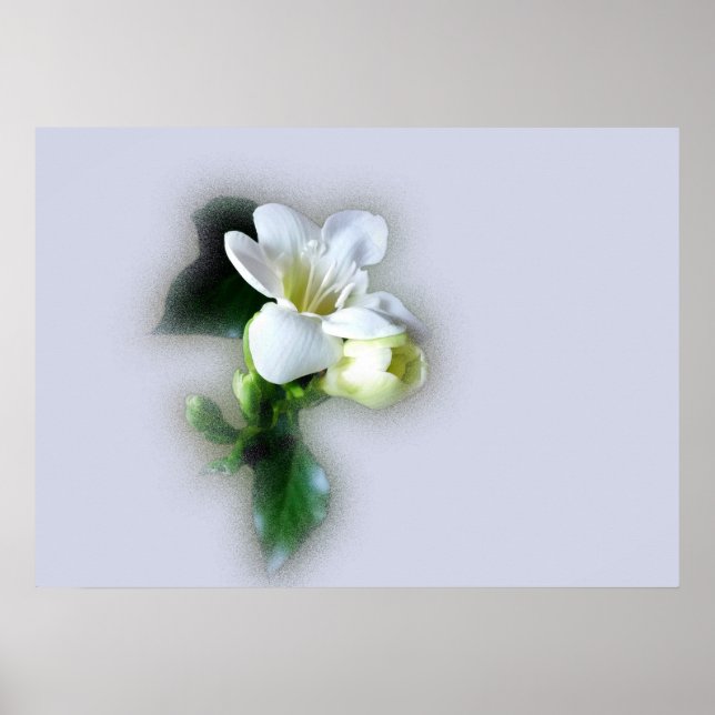 Poster fleur de frénésie blanche (Devant)