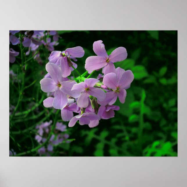 Poster Fleur de fusées de Dame (Devant)