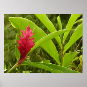Poster Fleur de gingembre rouge (Alpinia) tropicale