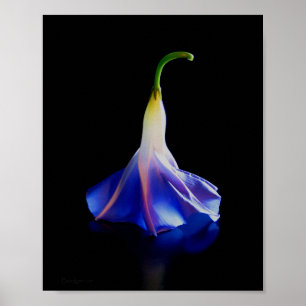 Poster Fleur de gloire du matin 2