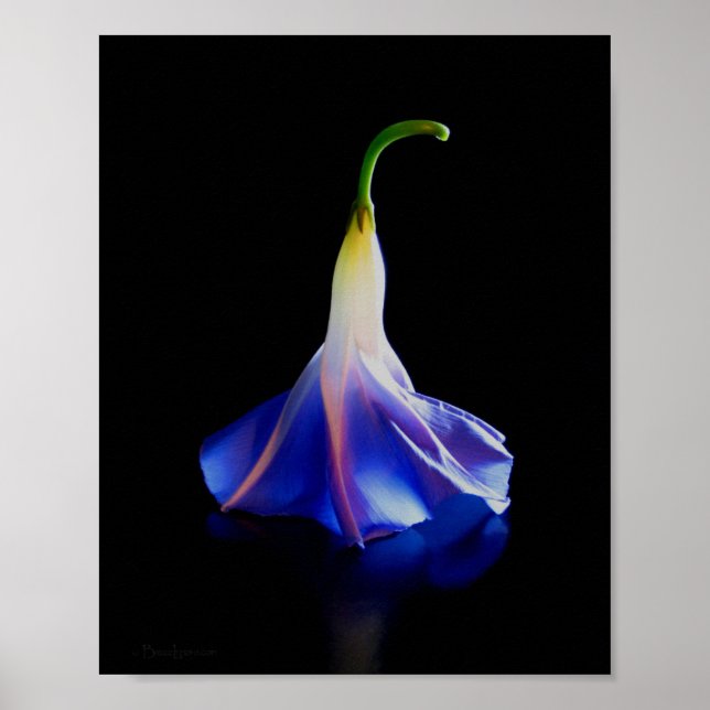 Poster Fleur de gloire du matin 2 (Devant)