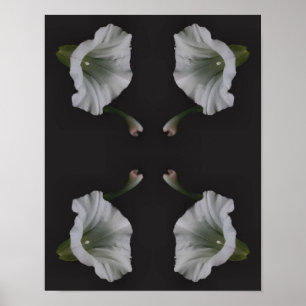 Poster Fleur de gloire du matin blanc gros Abstrait