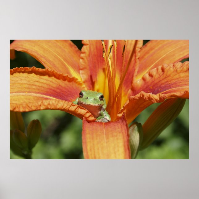 Poster Fleur de grenouille (Devant)