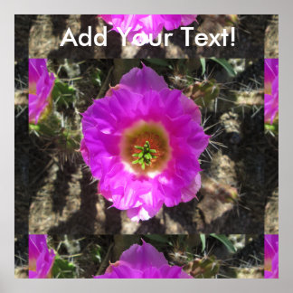 Poster Fleur de hérisson Cactus