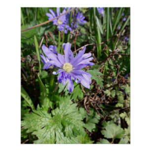 Poster Fleur de jardin bleu