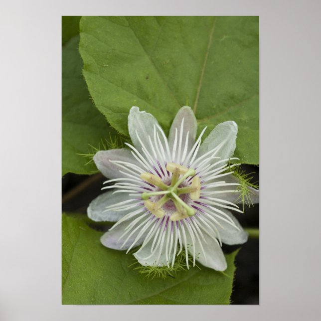 Poster Fleur de la passion des Galapagos Passiflora foeti (Devant)