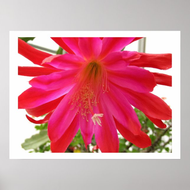 Poster Fleur de l'amour (Devant)