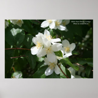 Poster Fleur de l'État de l'Idaho : Syringa