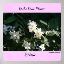 Fleur de l'État de l'Idaho, Syringa