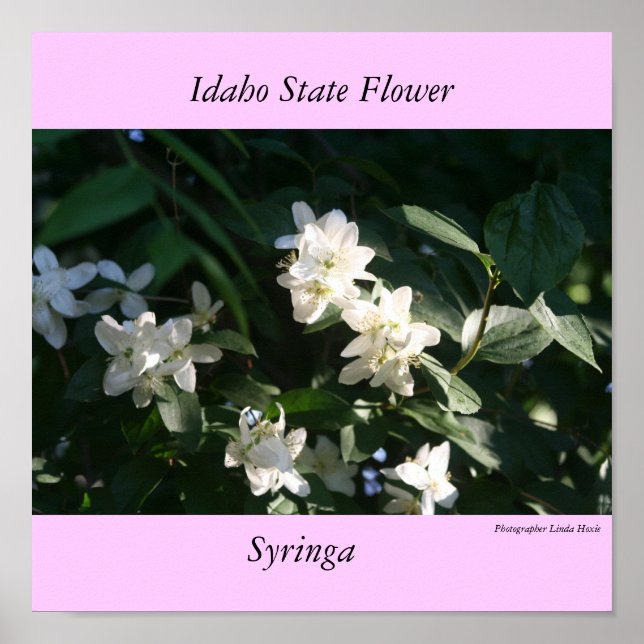 Poster Fleur de l'État de l'Idaho, Syringa (Devant)