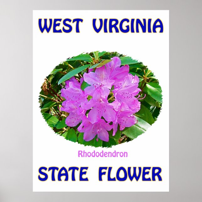 Poster Fleur de l'état de Virginie occidentale, Rhododend (Devant)