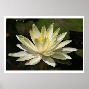Poster Fleur de Lotus