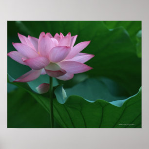 Poster Fleur de Lotus