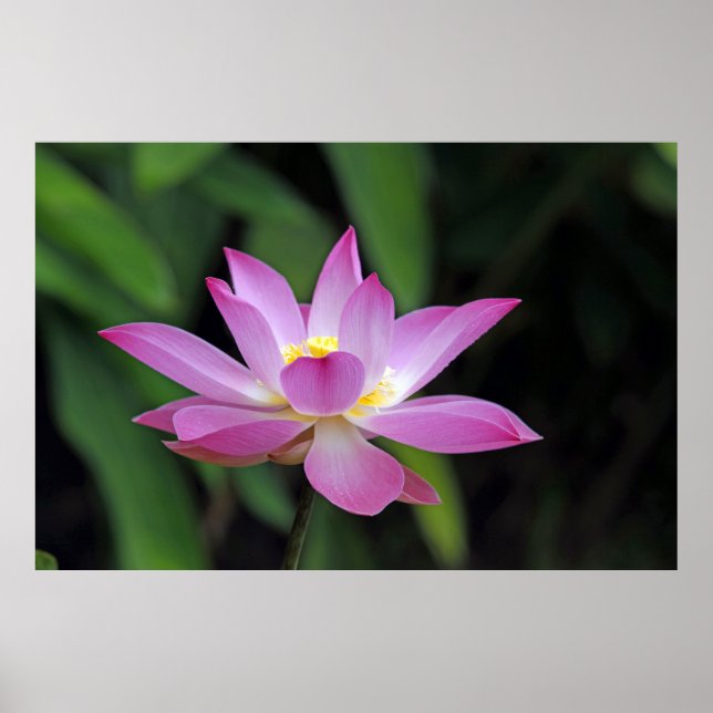 Poster Fleur de Lotus à l'Oeil (Devant)