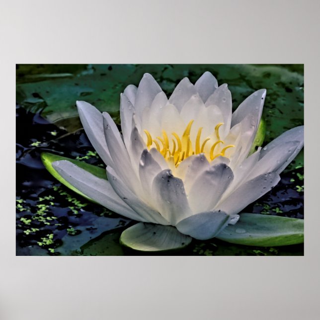 Poster Fleur de Lotus blanc brillant (Devant)