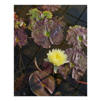 Poster fleur de lotus en automne