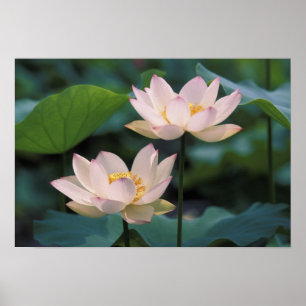 Poster Fleur de lotus en fleurs, Chine