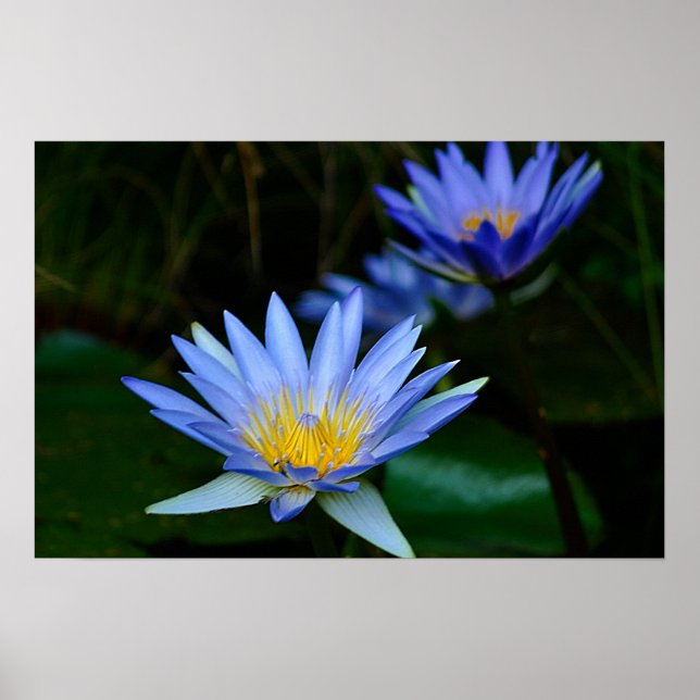 Poster Fleur de lotus et signification (Devant)