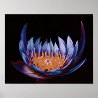 Poster Fleur de Lotus pourpre