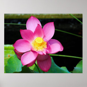 Poster Fleur de Lotus rose chaud