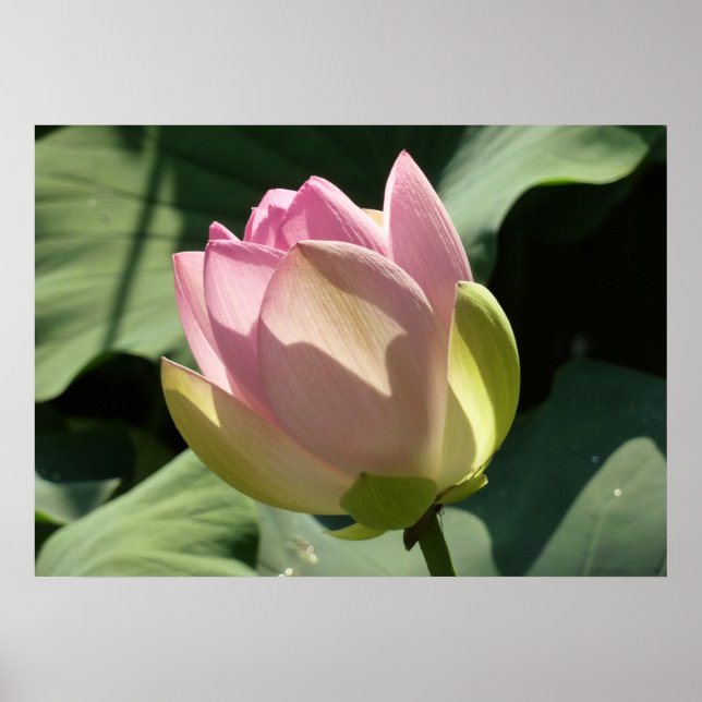 Poster Fleur de Lotus rose florissante été (Devant)