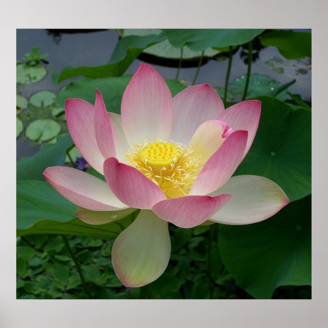 Poster Fleur de Lotus Sacrée Nelumbo Nucifera (Devant)