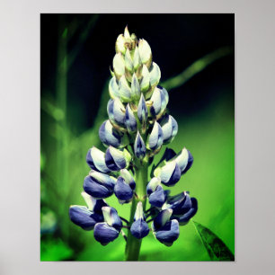 Poster Fleur de lupine pourpre à un seul type