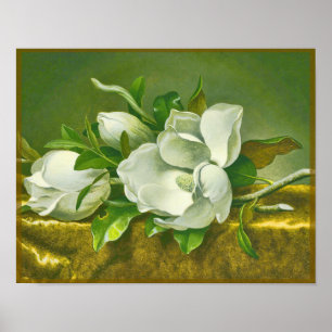 Poster Fleur de Magnolia du Sud