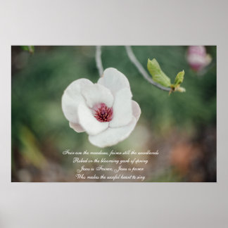 Poster Fleur de Magnolia Japonaise Blanche avec Ancien Hy