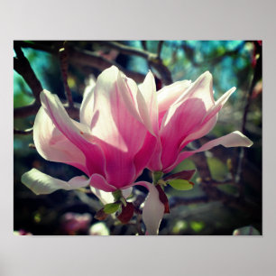 Poster Fleur de Magnolia rose gros