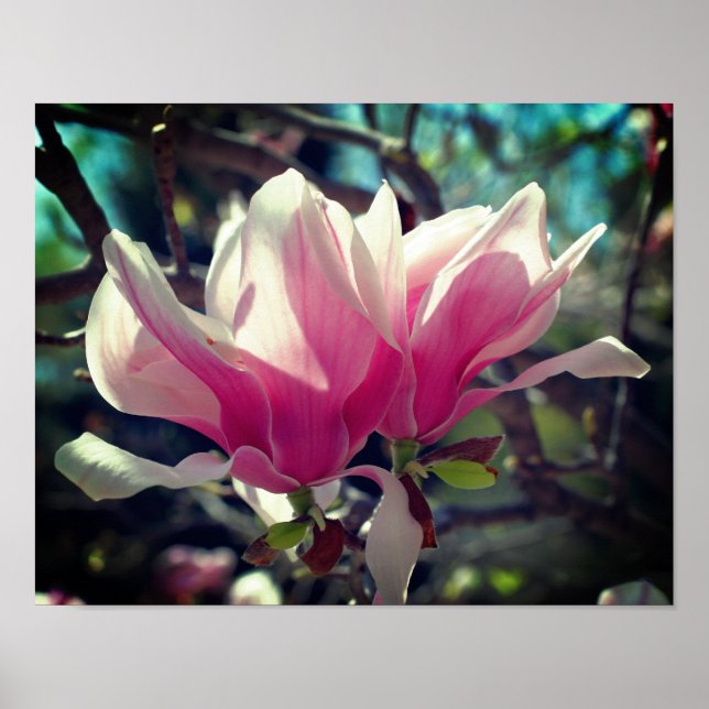Poster Fleur de Magnolia rose gros (Devant)