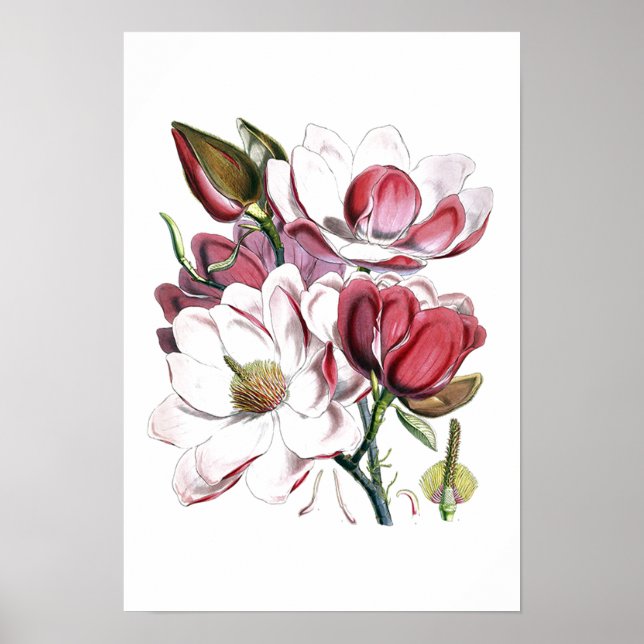 Poster Fleur de Magnolias Blanche Vintage vieille illustr (Devant)