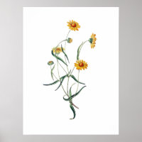 Fleur de marguerite jaune Vintage illustration bot