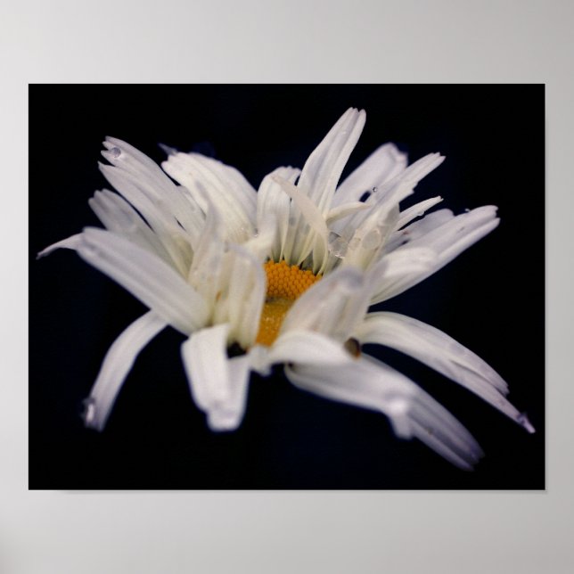 Poster Fleur de marguerite spectaculaire (Devant)