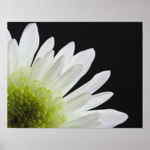 Poster Fleur de Marguerite sur Fond Noir
