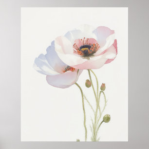 Poster Fleur de naissance du pavot en août