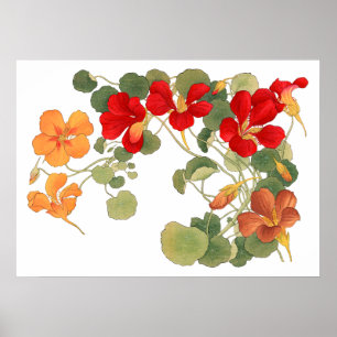 Poster Fleur de Nasturtium, ukiyo japonais e art