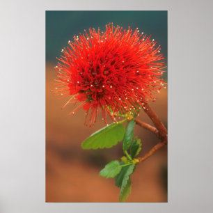 Poster Fleur de Natal Bottlebrush (Greyia Sutherlandii)