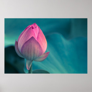 Poster Fleur de nénuphar de Lotus